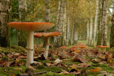 Amanita muscaria / Vliegenzwam / Fly Agaric