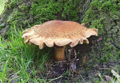 Ik ben als vogelaar geheel niet thuis in de paddestoelen wereld.
Ik kwam deze grote paddestoel tegen aan de voet van een es en zou graag willen weten om welk soort het gaat.
Wie weet het ?

Groet henny.