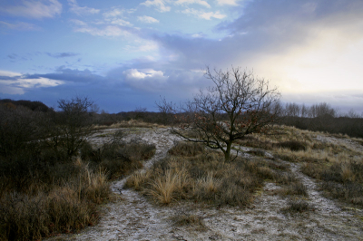 De AWD staan bekend om de vele damherten en reen. Echter valt er landschappelijk ook veel te beleven... Dit bijna kale boompje met de bijzonder contrastrijke lucht trok mijn aandacht.