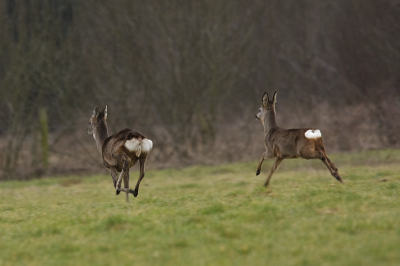 Deze reeen waren rustig aan het grazen totdat er een aantal wandelaars langs kwamen,en toen was het grazen voorbij.

www.henrybouw-natuurfotografie.nl