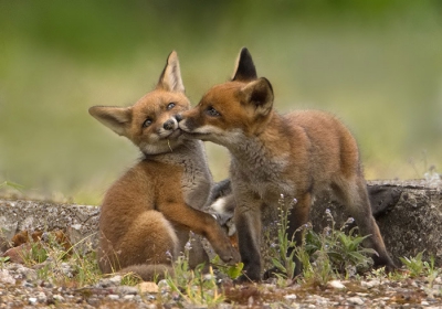 Voor een predatie onderzoekje van de havik mochten wij een vaste hut plaatsen op een afgesloten terrein in de polder.
Al snel bleek dat zich daar ook een vossen burcht bevond.
De vier jongen ravotten inmiddels redelijk dicht bij onze hut zonder zich iets te merken van onze aanwezigheid.
Een mooie gelegenheid om het menu van deze rasechte opportunisten te bestuderen.
buiten een schat van gegevens heeft dit ook een aantal gave platen opgeleverd zonder een enkele verstoring.