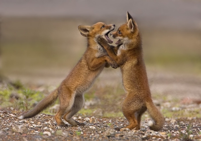 Voor een predatie onderzoekje van de havik mochten wij een vaste hut plaatsen op een afgesloten terrein in de polder. Al snel bleek dat zich daar ook een vossen burcht bevond. De vier jongen ravotten inmiddels redelijk dicht bij onze hut zonder zich iets te merken van onze aanwezigheid. Een mooie gelegenheid om het menu van deze rasechte opportunisten te bestuderen. buiten een schat van gegevens heeft dit ook een aantal gave platen opgeleverd zonder een enkele verstoring.

hierbij nog een plaatje van de stoeiende vossen nog geen 15 meter van mij af, zonder het benul te hebben van mijn aanwezigheid.