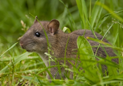 Ook de bruine rat is een geduchte predator van de  weidevogels, die het vooral gemunt heeft op de eieren.