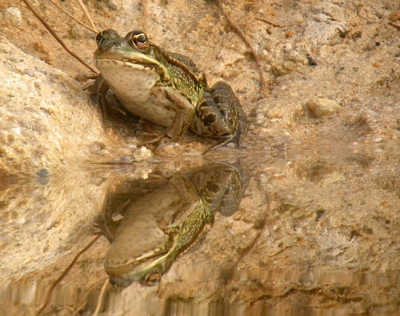 Op onze vakantiebestemming een vijvertje met honderden groene kikkers, die telkens mooi in het vijvertje sprongen als je dichter kwam. Ook niet moeilijk : Purperreiger en Ijsvogel kwamen er dagelijks vissen. Toch wat fotootjes gemaakt. Deze vond ik een beetje sprookjesachtig.