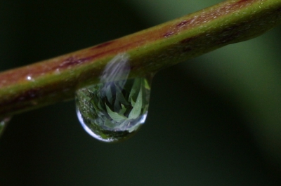 Zag deze foto nog in mijn voorraad macroopnames,,,,,,,,  deze druppel was na een fikse regenbui ontstaan.