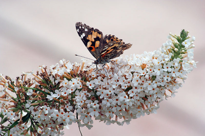Vlinderstruik in de tuin. Kleurcombinatie van de Distelvlinder komt mooi overeen met de vlinderstruik.