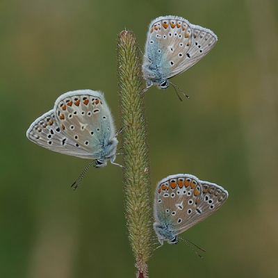 Polyommatus icarus / Icarusblauwtje / Common Blue