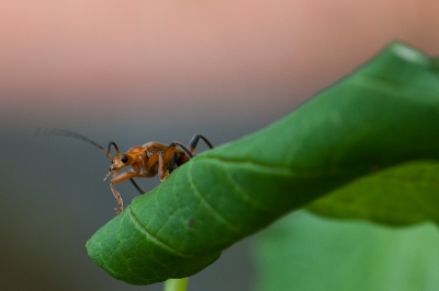 Tijdens de (regelmatige) tuinsafari, ontdekte ik dit soldaatje dat even twijfelde, alvorens hij de zweefsprong in het onbekende maakte.