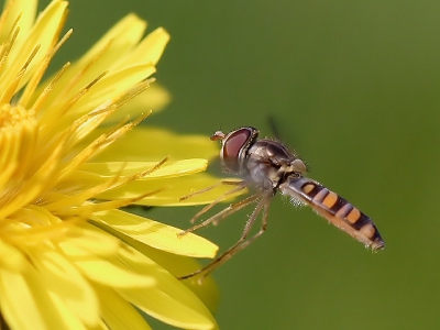 Een verbeterde versie, dankzij kommentaar/tip van Wenda, de grofkorreligheid verwijderd!

Gewoon een Zaterdagmiddag, wat paardebloemen en je
(100 mm) macro-lens. Hoe snel is een mens gelukkig!?

1/1250 sec. F4.0 ISO-800