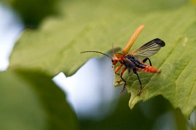 Foto in de tuin gemaakt, waar op dat moment een aantal soldaatjes onze Berk hadden bezet.
Het aardige van deze foto vind ik, dat ( op het moment van wegvliegen) de dekschilden geheel zijn opgengeklapt en de tere vleugels goed te zien zijn. Ook de rug van de kever is goed te zien, nu de dekschilden open staan.