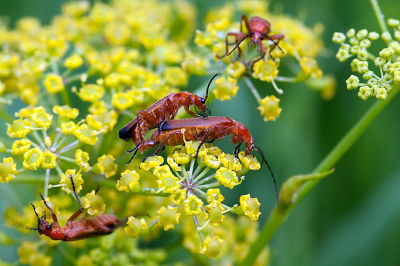 Op heter"daad" betrapt in het Westerpark te Zoetermeer. Foto zonder statief gemaakt. 100mm Canon macro lens gebruikt.