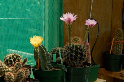 Heb deze foto gisteren genomen.
Er staan er nog een stuk of zes met knoppen erin.
Die net links van de gele bloem heeft ook een knop. Heb deze foto gisteren genomen.
Er staan er nog een stuk of zes met knoppen erin.
Die net links van de gele bloem heeft ook een knop.