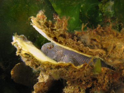 Op een gegeven moment zag ik deze grondel vlak voor mij, zich verstoppen in een oude oesterschelp. Dit vond ik wel een leuke setting en een uitdaging om te fotograferen.
Voor de belichting de duiklamp uit de klem gepakt en met de hand gericht omdat ik het anders niet voor elkaar kreeg. Met de andere hand de camera bediend en dat al zwevend op 6meter diep. Ik vond het zo net een zonnebank kuurtje voor deze toch al donker getinte grondel. Door het licht een redelijke sluitertijd waardoor goed scherp, je ziet zelfs de beschadigingen van een gevecht of lunchafspraak met iets groters...