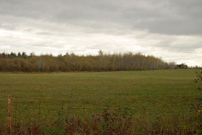Het veld waar ik de vos op de foto heb gezet.
De scheve bomen staan rechts in beeld. Het veld waar ik de vos op de foto heb gezet.
De scheve bomen staan rechts in beeld.