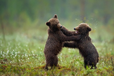 Ursus arctos / Bruine Beer / Brown Bear