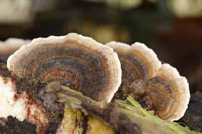 Veel berkenbomen in verval, gepaard met de nodige  parasiterende gevolgen, verschillende zwammen komen op deze soort boom voor.