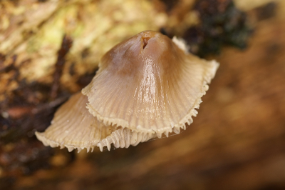 Altijd nog een leuk object,,, hoewel het zo langzamerhand duidelijk  minder gaat worden met de paddestoelen,,,, Dicht bij het onderwerp gestaan .Verder weinig a.d. foto gedaan.