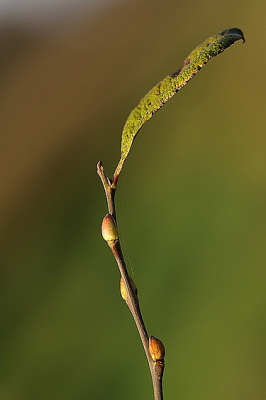 Een mooie dag toen ,,het leek wel op een lentebeeld aan de knoppen te zien van dit wilgentakje.