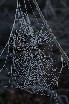 Op de toen zeer mooie winterdag, deze web met rijp vastgelegd,de meeste spinnenwebben  waren door het gewicht van rijp al verdwenen.