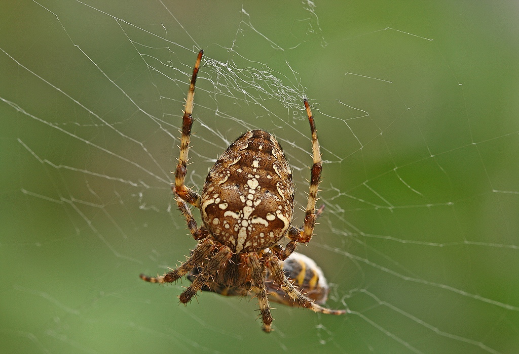 nederpix-nl-nederpix-nl-view-nature-picture-araneus-diadematus