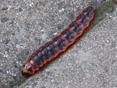 <i class='fa fa-user'></i>&nbsp;bram&nbsp;| Wilgenhoutrups&nbsp; <i class='fa fa-eye'>&nbsp;658</i> &nbsp; <i class='fa fa-comment-o'>&nbsp;4</i>