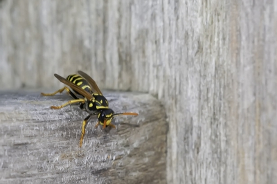Opname 1 van 2: Deze hield de wacht terwijl z'n "collega's" af een aan vlogen naar het nest. Hier heb ik duidelijk gekozen voor de wesp in zijn omgeving.