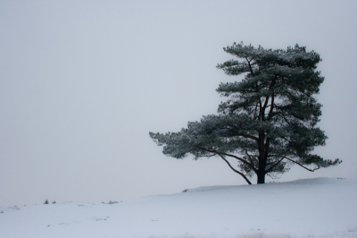 Het drouwenerzand was bedekt met een prachtige deken van sneeuw. Alleen daar zijn in dat uitgestrekte landschap en de pasgevallen sneeuw  te "ontmaagden" was een prachtige ervaring. Geen huizen, auto's om je heen, alleen de serene stilte! Alsof je als eerste een voet zet in een land dat nog ontdekt moet worden! Dat geeft me veel rust en kan ik echt van genieten!