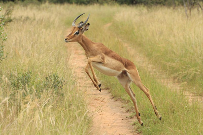 Tijdens een van onze gamedrives sprong deze Impala plots voor onze jeep en liep weg.