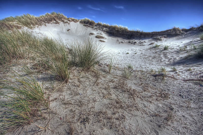 De laatste jaren laten de duinbeheerders de duinen op diverse plaatsen gecontroleerd stuiven, om meer dynamiek in het duingebied te krijgen, en daardoor de soortenrijkdom van flora en fauna te verhogen.