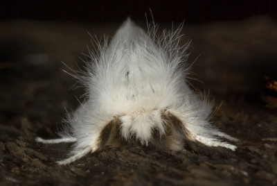 Vlinder 's ochtends vroeg slapend aangetroffen. Dus mooi de gelegenheid om uitgebreid te fotograferen.