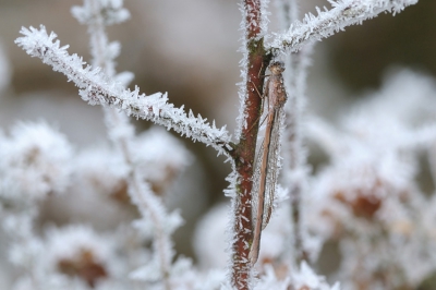 Mist en vorst tijd voor de Winterjuffers.
Het was donker weer.. beetje zon had de foto geen kwaad gedaan.. de winter is nog niet voorbij