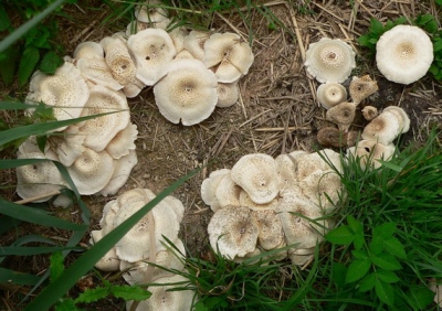 <i class='fa fa-user'></i>&nbsp;Henk van den Born&nbsp;| Zilvere ridderzwam&nbsp; <i class='fa fa-eye'>&nbsp;212</i> &nbsp; <i class='fa fa-comment-o'>&nbsp;1</i>