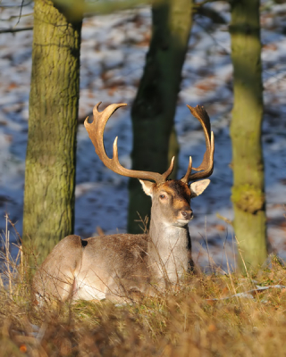 Ondanks dat ik het een beetje "dierentuinfotografie" vind in de AWD kon ik het toch niet laten om deze foto te maken. Hij zat er zo mooi voor in het zonnetje....