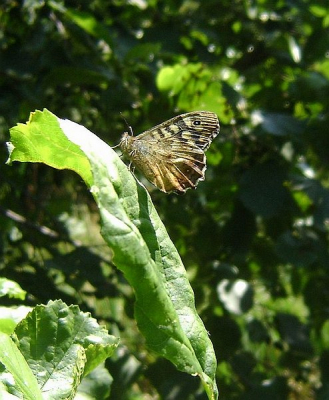 Ik ging een keer proberen insecten te fotograferen en dit vind ik de mooiste, maar omdat ik geen verstand van vlinders heb staat die hier.