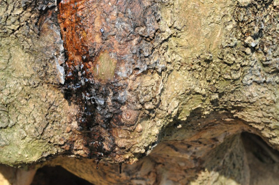 Overzichtsfoto van de boom met het daaruit druppende, smeltwater/hars/spul