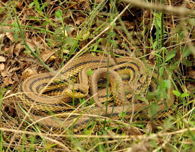 Ik ben nog maar kort aangesloten bij Nederpix als actief lid, dus ook maar eens proberen een foto te uploaden, een al wat oudere. Geen idee of deze goed past op Nederpix (kwaliteit is niet daverend). Ik stond met mij vrouw uit te kijken over een afgrond, toen zij ineens heftig begon te 'blazen' en gebaren: vlak voor onze voeten lag deze vierspreepslang. Terwijl zij wegrende, dacht ik: een foto!.