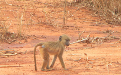 Ik was naar kenia met school, daar een 2 daagse safari gedaan. jammer genoeg waren er niet veel dieren te vinden door hevige regenval. maar toch geprobeert een mooie foto te maken.