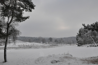 Tijdens een wandeling op de heide, richting de Rode Beek gewandeld. Het was echt zo'n bewolkte grijze sneeuwdag. Deze sfeer heb ik ook zo gelaten, heb niet overbelicht of in bewerking de sneeuw witter gemaakt.