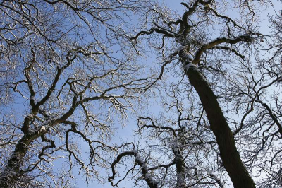 De witbesneeuwde boomkruinen steken mooi af tegen de strak blauwe hemel.