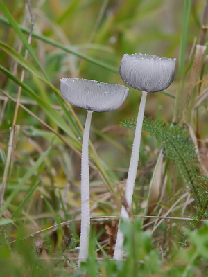 Toevallig gevonden tijdens wandeling langs kanaalberm.  Zo teer, zo breekbaar, zo klein en toch zo mooi, daar wordt een mens even stil van.