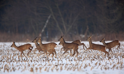 Deze sprong reeen  van 7 stuks kwam ik vanmiddag tegen nabij staphorst. Enkelen lagen lekker te herkauwen, enkele krabden de sneeuw weg om nog wat eetbaars te vinden. Ik kon ze besluipen door ddor de weilanden naar een bosje te lopen en daar vanachter de bomen hen te observeren en te fotograferen. Niks spannends tot zover, totdat... er weer eens iemand met een loslopende hond ten tonele verscheen... Korte galop volgde, om daarna (de hond kwam niet dichterbij) zich verwonderd af te vragen: waarom al die haast? Daarna keert de rust weer, gaan we weer eten en al liggende herkauwen... en ben ik geruisloos mijn eigen weg weer gegaan.