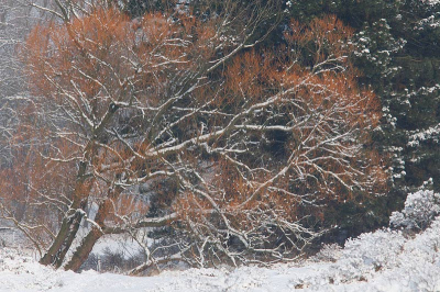 Lekker in de duinen aan het struinen geweest met een mooie sneeuwlaag als toetje.
Opeens viel mijn oog op de wilg met zijn rode takjes.