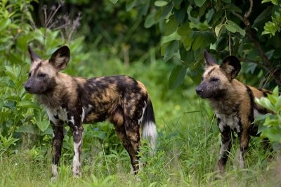 Toen we aankwamen in Katavi met een Cessna 206 werden we direct er op gewezen dat de camera uit de tas moest daar er net African Wild Dogs waren gezien. Veel grazers gebruiken in de natte periode de airstrip vanwege het korte gras! De bosjes om de strip zijn een goede dekking voor de Wild dogs en de airstrip is dan ook 1 van de favoriete jachtplekken. Het was niet voor niets, zoals al na 100 meter bleek.