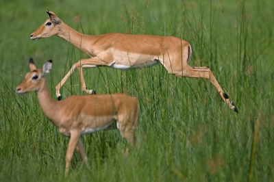 Impala sprongen zijn nog niet zo eenvoudig vast te leggen. Deze lukte wel, maar helaas op de achtergrond een andere onscherp. Gaf echter wel de mogelijkheid om te laten zien hoe relatief hoog ze springen. Kader kon helaas niet ruimer.
