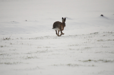 vanaf een statief
belichting +2/3, A:6.3 S:1/1600 Iso1000
