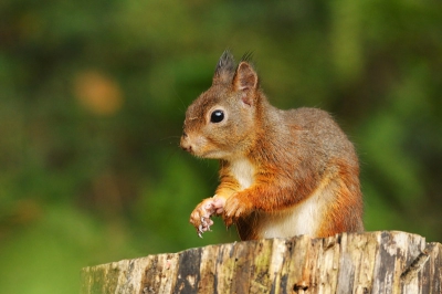 Ouder plaatje, maar had vandaag eindelijk tijd om alles wat nog over is van vorig jaar te verwerken. Gemaakt tijdens een vakantie. De tuin bleek de eekhoorn hemel te zijn door alle eikels die er in vielen vanuit de bomen. Na wat geduld en kijken hoe ze door de tuin renden uiteindelijk deze plaat kunnen maken.