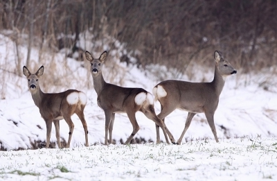Op een rustig weggetje tussen de Wieden en de Weerribben, liepen deze reeen langs een bosrand.