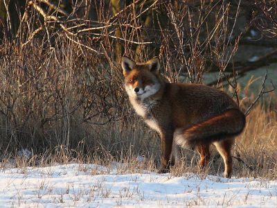 Is al weer een paar weken geleden dat we deze vos vanaf het pad achter een konijn aan zagen lopen. Had helaas m'n telelens niet bij me zodat de foto niet zo fraai werd als die van m'n broer (zie http://www.nederpix.nl/album_page.php?pic_id=100297). Maar toch met dat zachte avondlicht en het sneeuw een mooi gezicht.