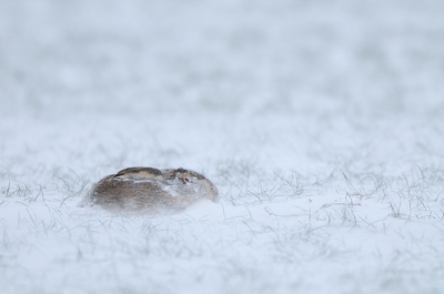 Afgelopen koudeperiode ben ik vrijwel iedere dag even op een klein afgelegen gebied geweest. Naast een enorme rijkdom aan leuke zangvogels waren er ook wat mogelijkheden op een Haas er in een winterse setting op te zetten. Dit exemplaar heeft de hele dag op deze plek in de sneeuw gezeten. Ondanks dat de sneeuw zijn ogen vrijwel bedekte bleef hij toch door eten!