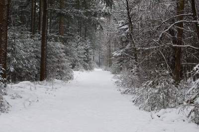Liep in het bos en dacht aan de film waar mijn kinderen momenteel naar kijken: de droomwereld Narnia